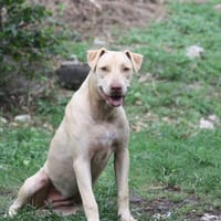 PHOENIX Croisée Labrador Femelle junior, chienne à adopter