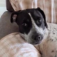 BILLIE Femelle Croisée Épagneul, chienne à adopter