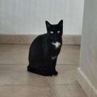 HERA, chatte à adopter