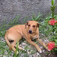 CHOUPY, Mâle berger créole junior, chien à adopter