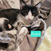 OUPSI, chat à adopter
