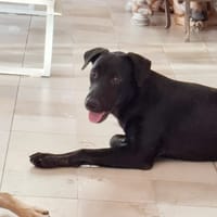 HIERROS Mâle junior Berger Créole, chien à adopter