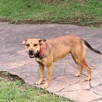 LULA Berger Créole femelle adulte, chienne à adopter