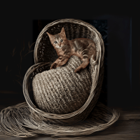 Pierrot, chat à adopter