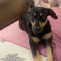 TALULAH, Berger créole femelle adulte, chienne à adopter