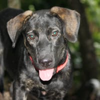 EASTER chiot Berger Créole mâle, chien à adopter