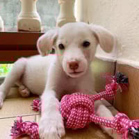 WOODY, chiot mâle Berger Créole, chien à adopter