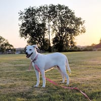 LILOU Berger Créole Femelle adulte, chienne à adopter
