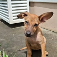 MIRIEL, Chiot femelle Berger Créole, chienne à adopter