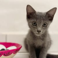 AHORA, chaton créole femelle, chatte à adopter