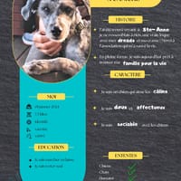 REGLISSE la p'tite gourmandise à 4 pattes, chien à adopter