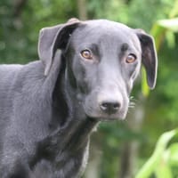 USLA, Femelle junior Berger Créole, chienne à adopter