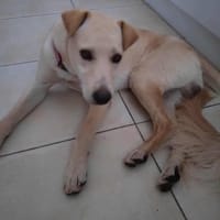 BUDY le magnifique, chien à adopter