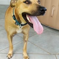 Vaï, femelle berger, née le 01/02/2023, chienne à adopter