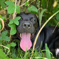 Tito, mâle croisé berger, né le 10/02/2022 🐶, chien à adopter