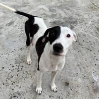 Suki, femelle, berger créole, née le 01/01/2024, chienne à adopter