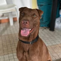 Pollux, mâle croisé shar pei, né le 03/06/2024  🐶, chien à adopter