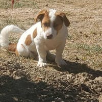 Zigzag, chien à adopter