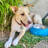 Gribouille, femelle croisée berger, née le 25/10/2024 🐶 ✨, chienne à adopter