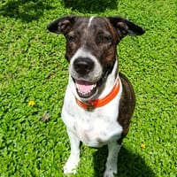 Frida, femelle croisée berger, née le 20/03/2022 🐶, chienne à adopter