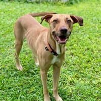 Fifi, mâle croisé berger, né le 15/06/2022 🐶, chien à adopter