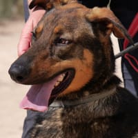 LUPO (Maria), chien à adopter