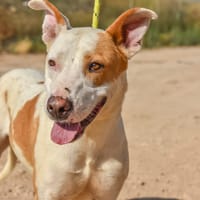 MAYA (Maria), chienne à adopter
