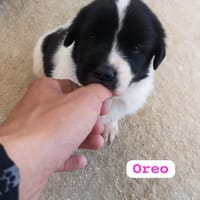 OREO (union animal), chienne à adopter
