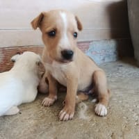 RANIA (union animal), chienne à adopter