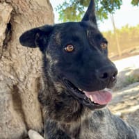 TATI (Maria), chienne à adopter