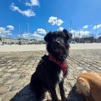 ZIPP, chien à adopter