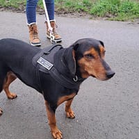 JAVA, chienne à adopter