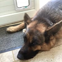 PIERLOT, chien à adopter