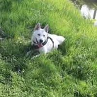 MIA, chienne à adopter