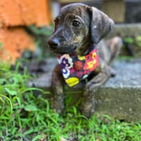 Yvi, femelle, croisée Berger, née le 20/04/2025, chienne à adopter