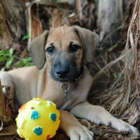 Pepsy, mâle croisé, né le 20/04/2025  🐶, chien à adopter