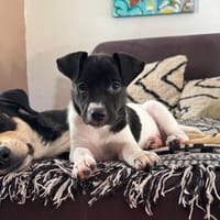 Océane, femelle, Berger, née le 01/05/2025, chienne à adopter