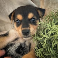 Iros, mâle croisé berger, né le 15/04/2025  🐶, chien à adopter