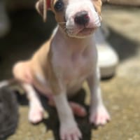 Han, mâle, croisé berger, né le 08/05/2025, chien à adopter