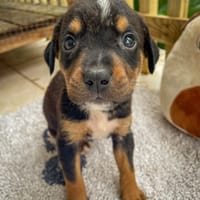 Dwalin, mâle croisé berger, né le 15/04/2025  🐶, chien à adopter