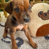 Dori, femelle croisée berger, née le 15/04/2025  🐶, chienne à adopter