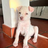 Bloom, femelle, Berger, née le 01/05/2025, chienne à adopter