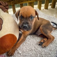Balin, mâle croisé berger, né le 15/04/2025  🐶, chien à adopter