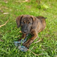 Awa, mâle croisé, né le 20/04/2025 🐶, chien à adopter