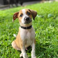 Amore, mâle croisé berger, né le 03/05/2025 🐶, chien à adopter