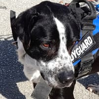 FAUSTO, chien à adopter