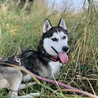 MAEKO, chien à adopter