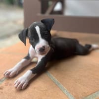 Letty, femelle, croisé berger, née le 08/05/2025, chienne à adopter