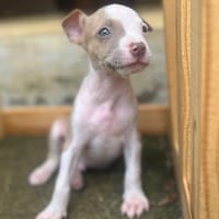 Luke, mâle, croisé berger, né le 08/05/2025, chien à adopter