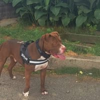 WESCO, chien à adopter